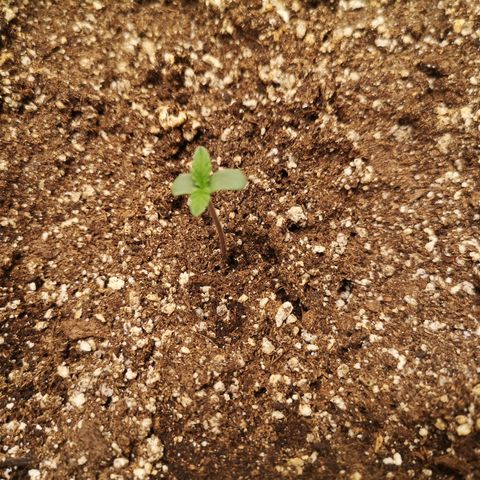 Sour crinkle growlog timeline photo