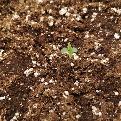 strawberry stomper growlog timeline photo