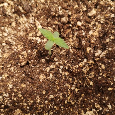 avt x 3 bears og growlog timeline photo