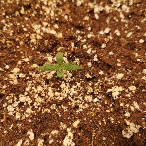 Cdlc growlog timeline photo