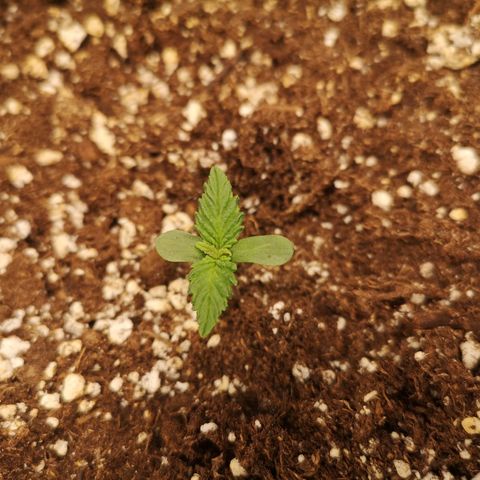 Cdlc 1/2 & 1/2 growlog timeline photo