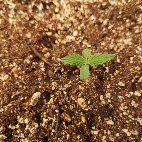 Cdlc myco growlog timeline photo