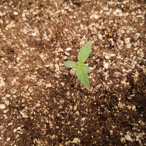 Forgotten cookies growlog timeline photo