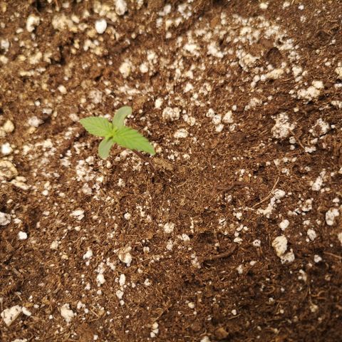 Hubbabubba haze growlog timeline photo