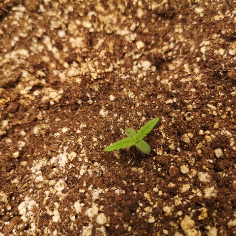 Hubbabubba haze myco growlog timeline photo