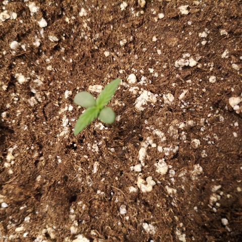 Mango smile growlog timeline photo