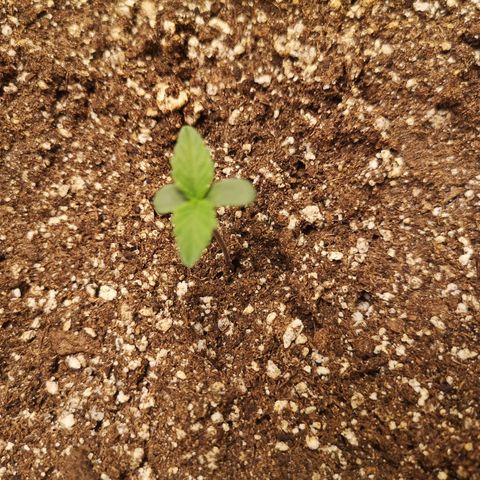 Sour crinkle growlog timeline photo