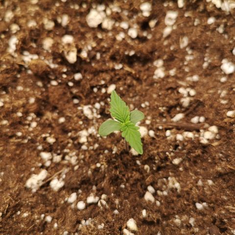 strawberry stomper growlog timeline photo