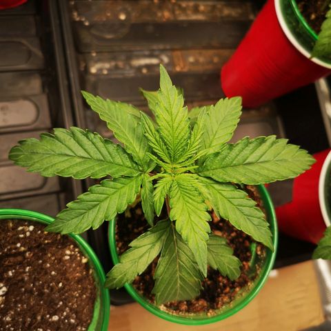 Grape Diamonds growlog timeline photo