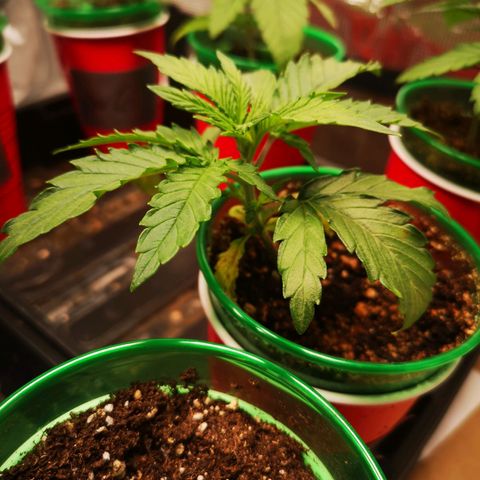 Grape Diamonds growlog timeline photo
