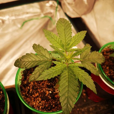 Grape Diamonds 2 growlog timeline photo