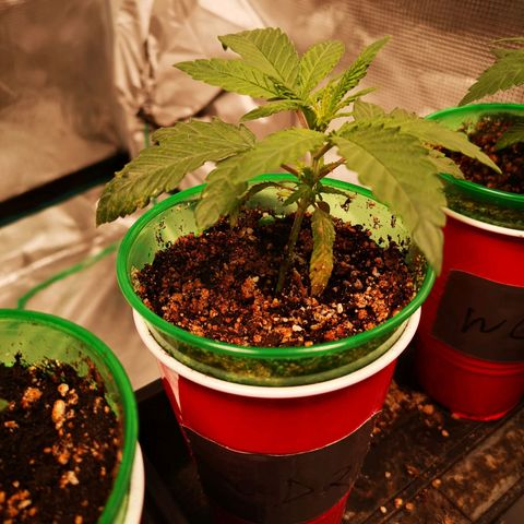 Grape Diamonds 2 growlog timeline photo