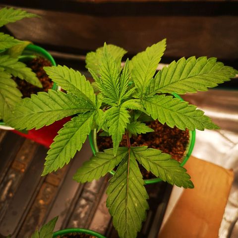 wedding cake growlog timeline photo