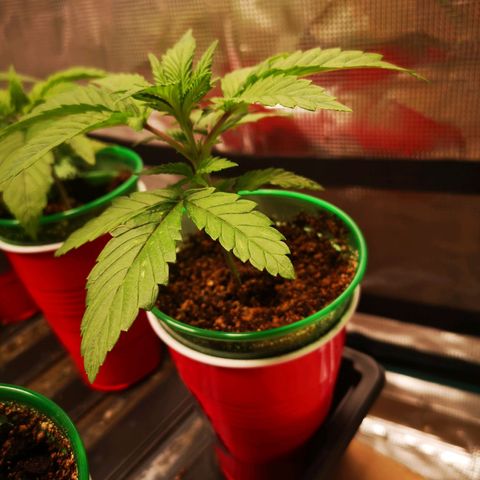 wedding cake growlog timeline photo