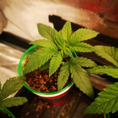 Wedding cake 3 growlog timeline photo