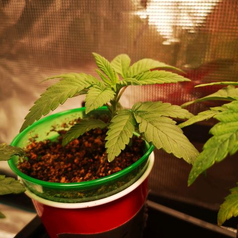 Wedding cake 3 growlog timeline photo
