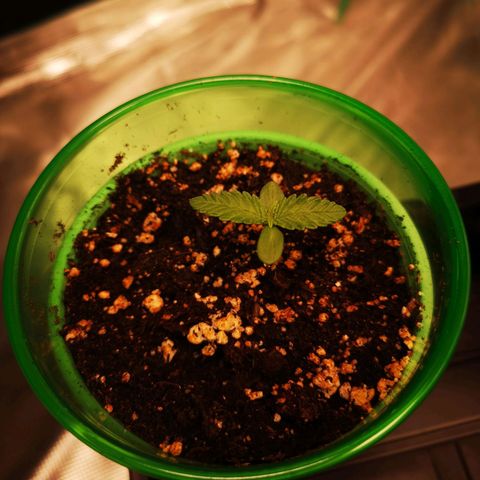 Blueberry cookies 2nd grow growlog timeline photo