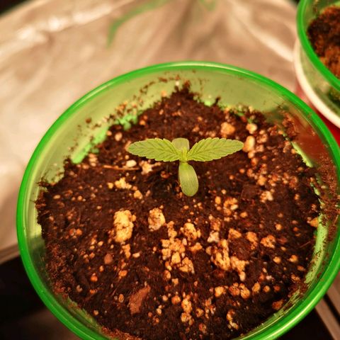 Orange cookie chem 2nd grow growlog timeline photo