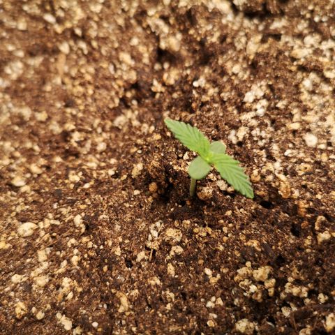 avt x 3 bears og growlog timeline photo