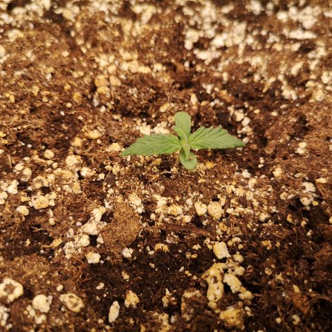 Cdlc growlog timeline photo