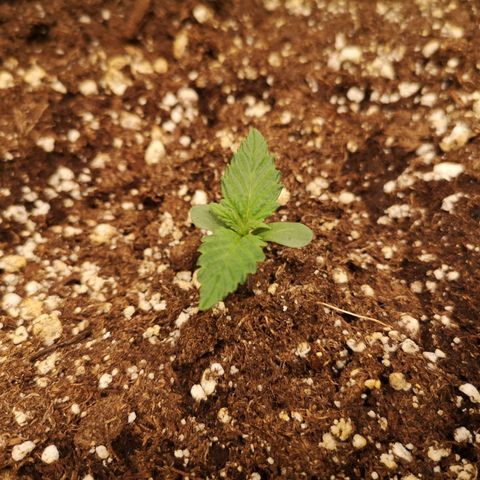 Cdlc 1/2 & 1/2 growlog timeline photo