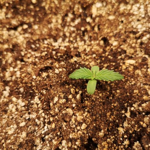 Cdlc myco growlog timeline photo