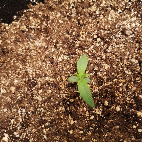 Forgotten cookies growlog timeline photo