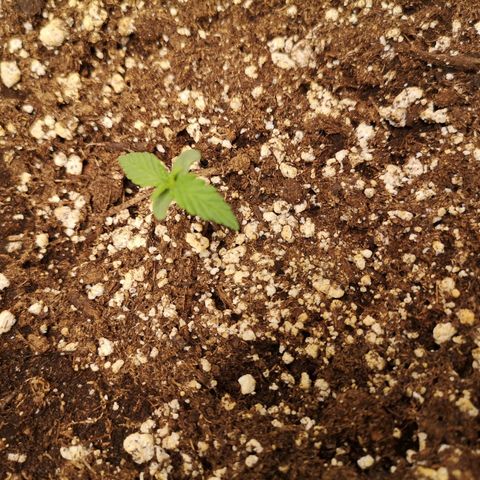 Hubbabubba haze growlog timeline photo