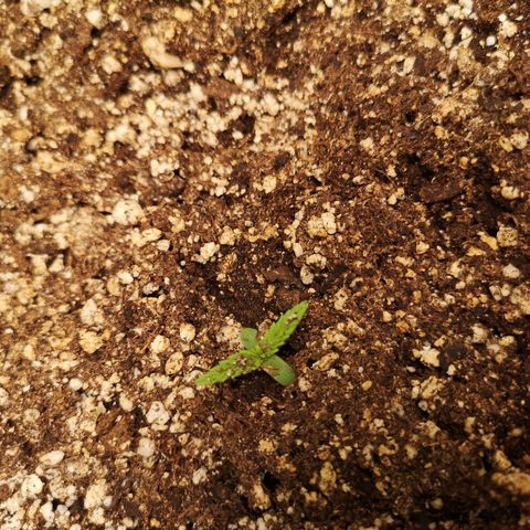 Hubbabubba haze myco growlog timeline photo