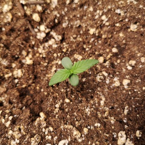 Mango smile growlog timeline photo