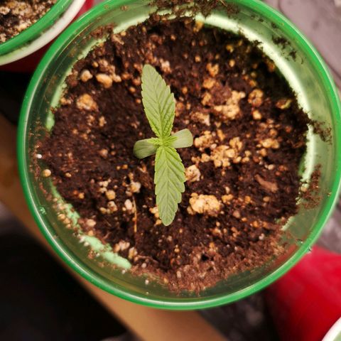 Orange cookie chem 2nd grow growlog timeline photo