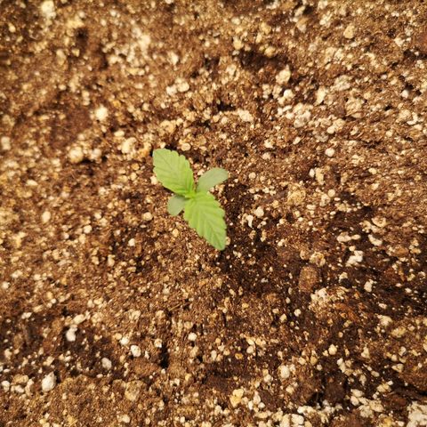 Sour crinkle growlog timeline photo