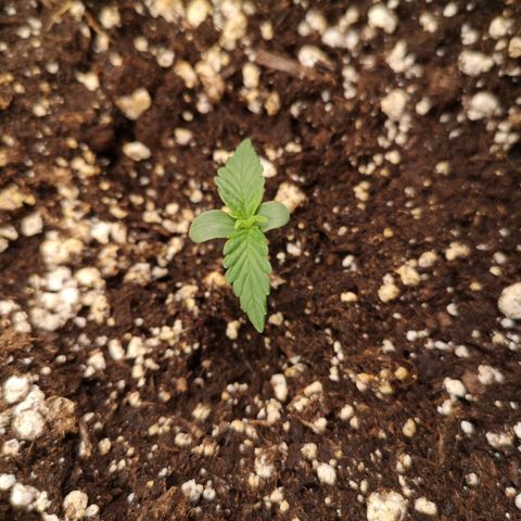 strawberry stomper growlog timeline photo