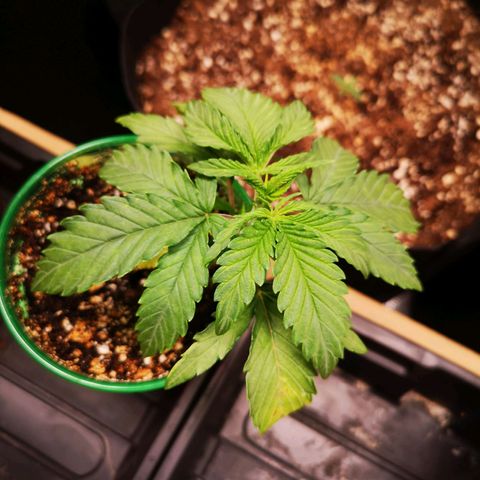 Grape Diamonds growlog timeline photo