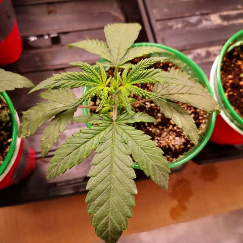 Grape Diamonds 2 growlog timeline photo