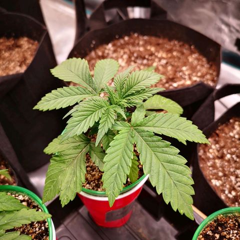 wedding cake growlog timeline photo
