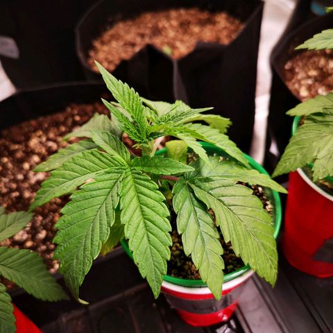 wedding cake 2 growlog timeline photo