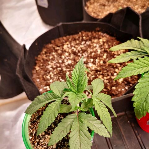 Wedding cake 3 growlog timeline photo