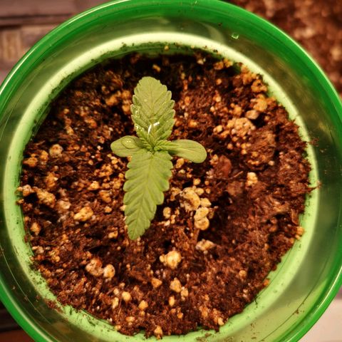 Blueberry cookies 2nd grow growlog timeline photo