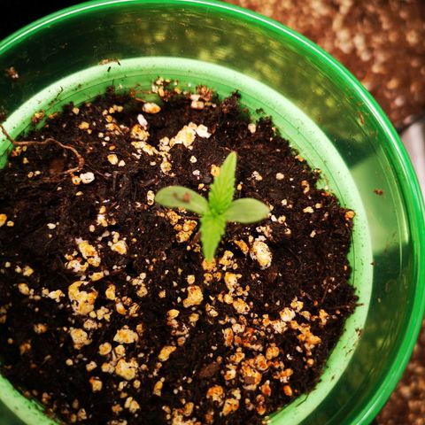 Blueberry cookies 2nd grow 2 growlog timeline photo