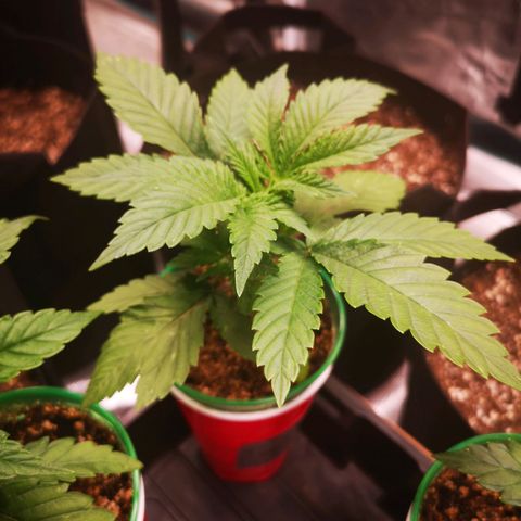 wedding cake growlog timeline photo