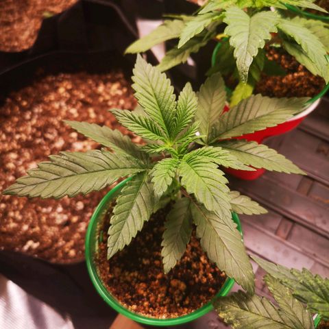 Wedding cake 3 growlog timeline photo