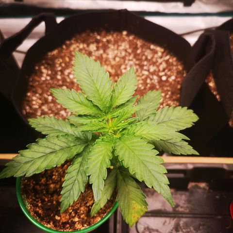 Grape Diamonds growlog timeline photo