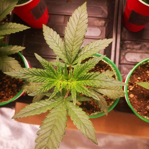 Grape Diamonds 2 growlog timeline photo