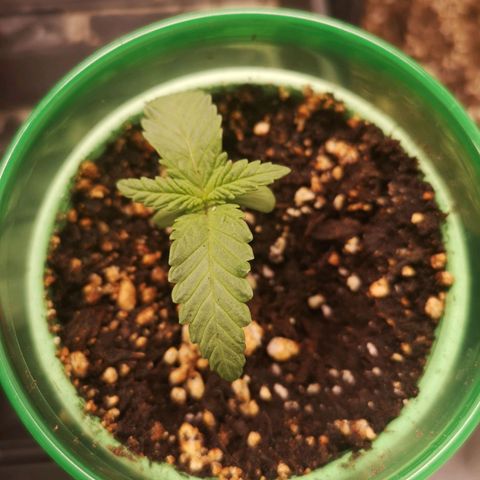 Blueberry cookies 2nd grow growlog timeline photo