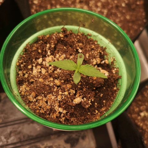 Blueberry cookies 2nd grow 2 growlog timeline photo