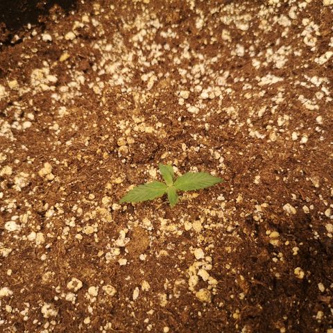 Cdlc growlog timeline photo