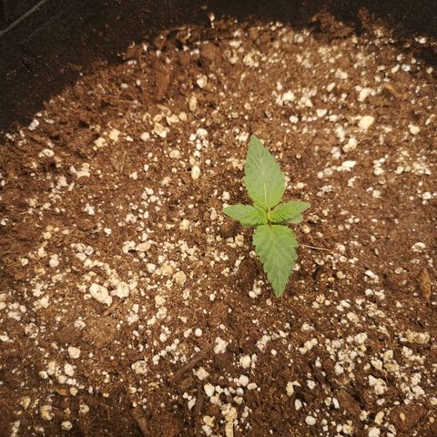 Cdlc 1/2 & 1/2 growlog timeline photo