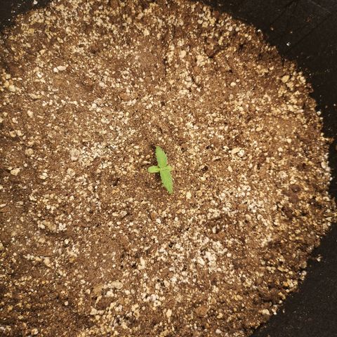 Cdlc myco growlog timeline photo
