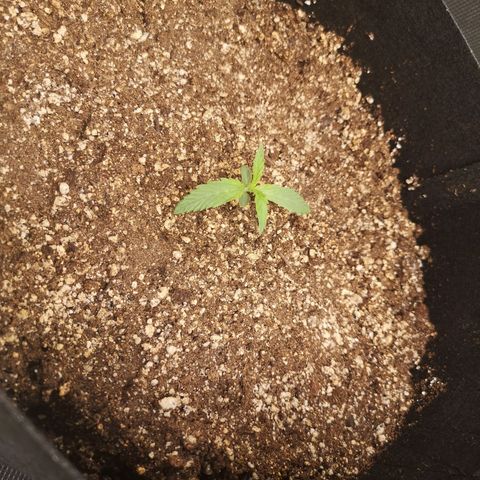 Forgotten cookies growlog timeline photo